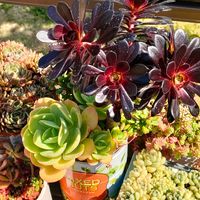 黒法師,黒法師,子持ち蓮華,ピーチプリデ,ピーチプリデの画像