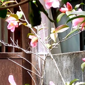 タイワンツバキ,お出かけ先の画像