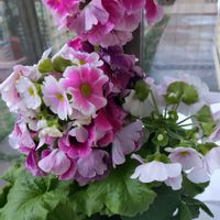 プリムラオブコニカの画像