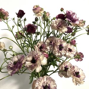 ラナンキュラスラックス,ラナンキュラスラックスアイオリア,球根,ブーケ,花束の画像