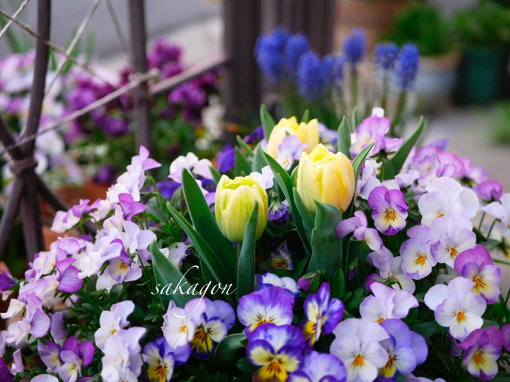 チューリップの投稿画像 by sakagonさん｜ビオラとダブルデッカーと