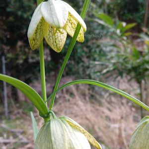 ユリ,苔玉,山野草,自家栽培の野菜達,植物と暮らすの画像