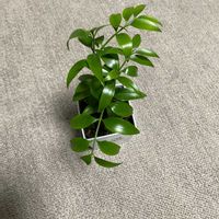 ナギの画像