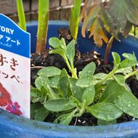 シュウメイギク,サフィニア,玄関の画像