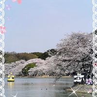 グリーンネックレス,サクラ,ミセバヤ,ムスカリ,ルビーネックレスの画像