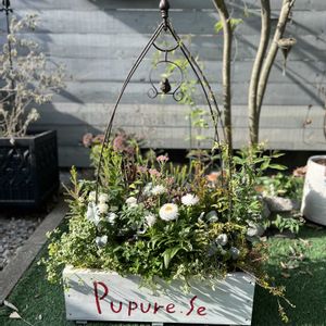 寄せ植え,ガーデニング,リメイク,今日の一枚,花のある暮らしの画像