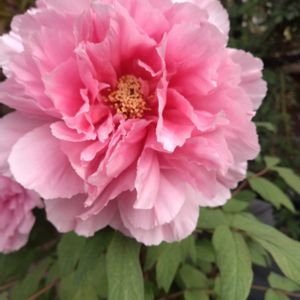 ミニブーケ,今日のお花の画像
