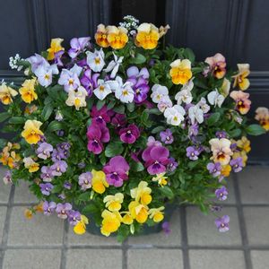 ビオラ,ビオラ,寄せ植え,ハンキング,ガーデニングの画像