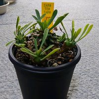 ユーフォルビア・峨眉山,ユーフォルビア・峨眉山,多肉植物,観葉植物,ガーデニングの画像
