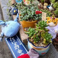 アロマティカス,ドルフィンネックレス,碧魚連(へきぎょれん),ルビーティント,トトの日の画像