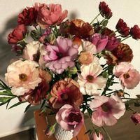 ラナンキュラスラックス,ラナンキュラスラックス,球根,ブーケ,花束の画像