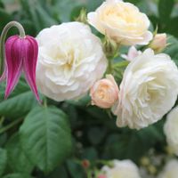 ナチュラルガーデン,ローズガーデン,薔薇♪,イングリッシュガーデン,バラ・ミニバラの画像