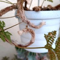 トキワシノブ,猫の手,シダ植物の画像