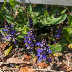 ナチュラルガーデン,植育,無農薬,ハーブのある暮らし,茨城県の画像
