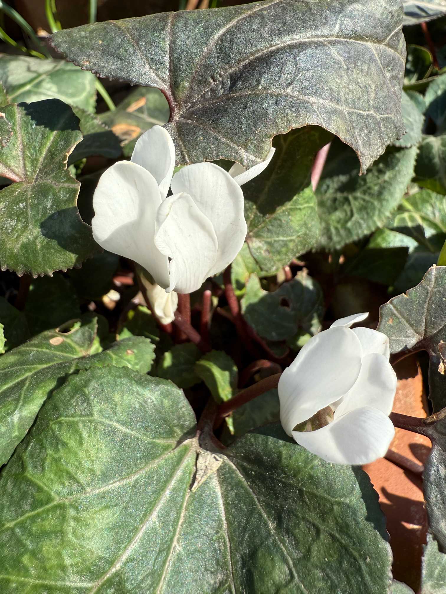 シクラメン様 シクラメンのこぼれだねを育てる②｜🍀GreenSnap（グリーン