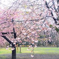 サクラ,さくら サクラ 桜,お花,ピンクの花,ベンチの画像