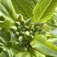 大根,赤大根,山野草,野菜の花,自家製野菜の画像