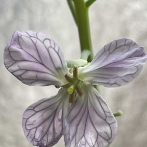 大根,赤大根,山野草,野菜の花,自家製野菜の画像