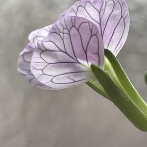 大根,赤大根,山野草,野菜の花,自家製野菜の画像