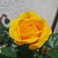 バラ・ミニバラ,バラを楽しむ,咲いてくれてありがとう❤,おうち園芸,小さな庭の画像