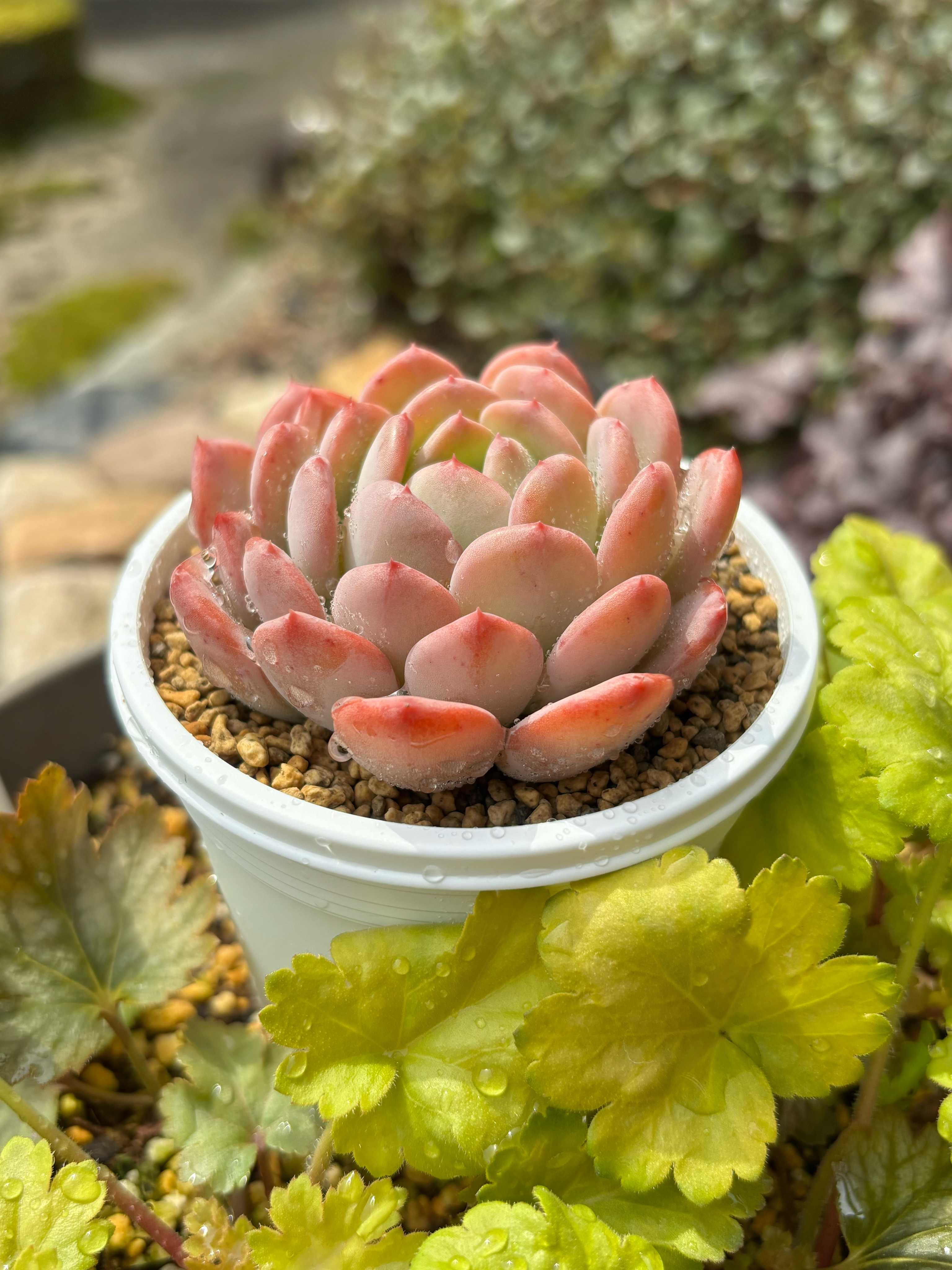 ピンクジェニーの一覧｜🍀GreenSnap（グリーンスナップ）