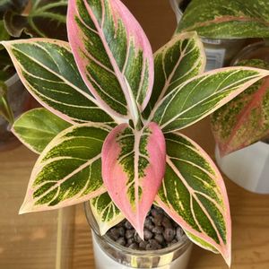 アグラオネマ,アグラオネマ,観葉植物,ハイドロカルチャー,アグラオネマ属の画像