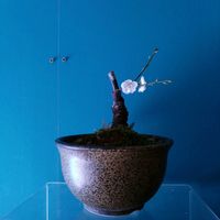 しだれ梅 司,ミニ盆栽,新潟県の画像