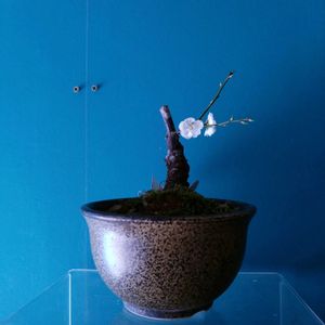 しだれ梅 司,ミニ盆栽,新潟県の画像