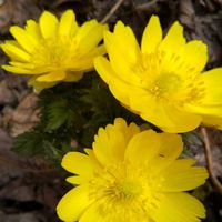 フクジュソウ,福寿草の画像