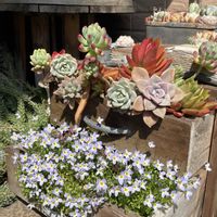 アリッサム,カリン,サクラ,プリムラ,多肉植物いろいろの画像