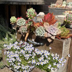 アリッサム,カリン,サクラ,プリムラ,多肉植物いろいろの画像