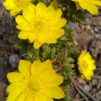 フクジュソウ,福寿草の画像