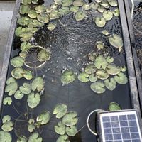 セキショウ,アサザ,ガガブタ,水生植物,毎年恒例の画像