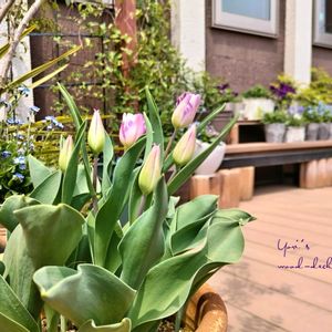チューリップ,チューリップ フレミングフラッグ,チューリップ フレーミング フラッグ,鉢植え,ガーデニングの画像