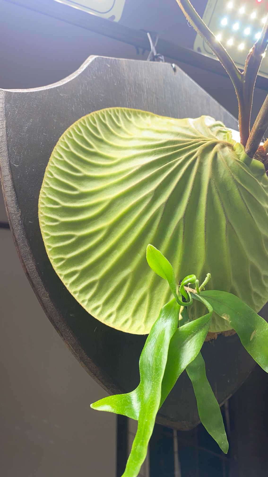 P. ridleyi wild 成長記録 2025.2.15｜🍀GreenSnap（グリーン