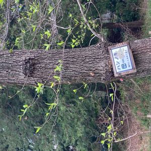 ハンノキの画像