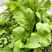 青梗菜,家庭菜園の画像