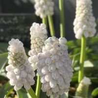 アジュガ,ムスカリ シベリアンタイガー,ムスカリ ベビーブレス,芝桜  白,小さな庭　2025.4月の画像