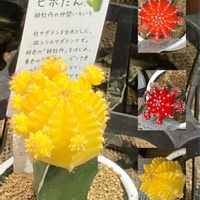 オモト,オモト,クレマチス,クレマチス,サボテンの画像