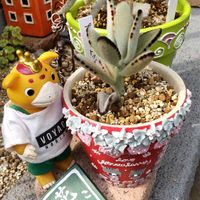 ヘリクリサム,ソメイヨシノ,菜の花畑,カランコエ　プレーリードック,ブースカの画像
