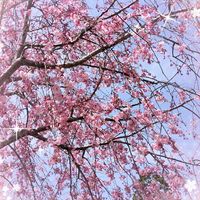 アザレア,カリン,ツツジ,ツバキ,ボタンの画像