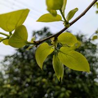 柿の木,カキ,新芽,畑の画像