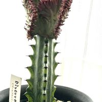 マハラジャ,ユーフォルビア マハラジャ,ユーフォルビア マハラジャ,多肉植物,窓辺の画像