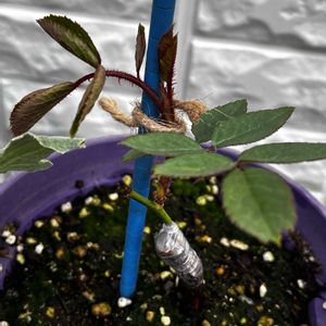 接ぎ木,ばら バラ 薔薇の画像