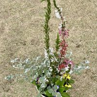 プリムラ,ヘリクリサム,エリカ・ホワイトデライト,寄せ植えの画像