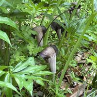 ウラシマソウ,ウラシマソウ,山野草,サトイモ 科,小石川植物園の画像