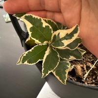 ヤブコウジの画像