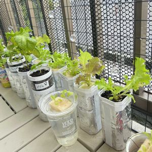 シソ,レタス,パセリ,スイスチャード,水耕栽培の画像