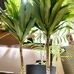 ドラセナ,ドラセナ コンパクタ,南国,植物,癒しの画像