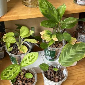 マランタ,マランタ,観葉植物,ハイドロカルチャー,クズウコン科 の画像